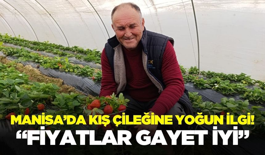 Manisa'da hasat sürüyor: Üreticinin yüzü gülüyor!