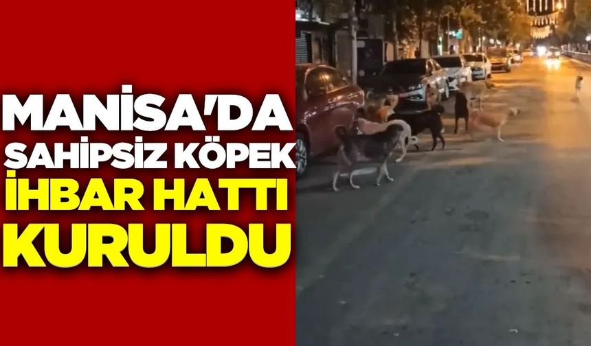 Manisa'da 7/24 sahipsiz köpek ihbar hattı kuruldu