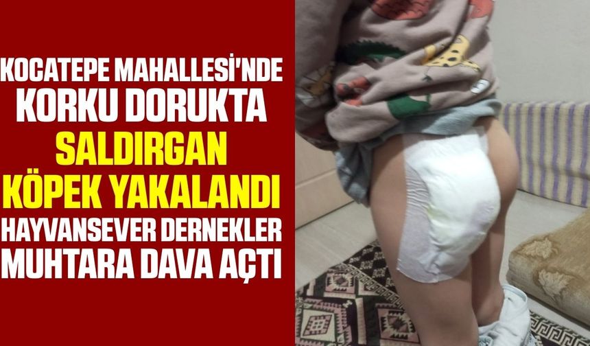 Manisa'da çocuklara saldıran köpek toplatıldı! Mahalle ikiye bölündü