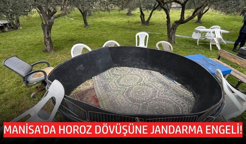 Manisa'da jandarma ekiplerinden horoz döşüne baskın!