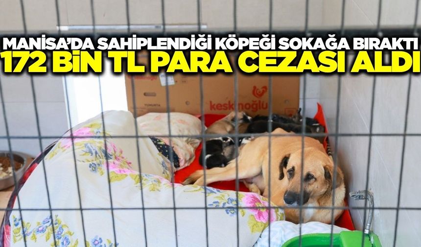 Manisa'da sahiplendiği köpekleri sokağa bırakan kişiye para cezası