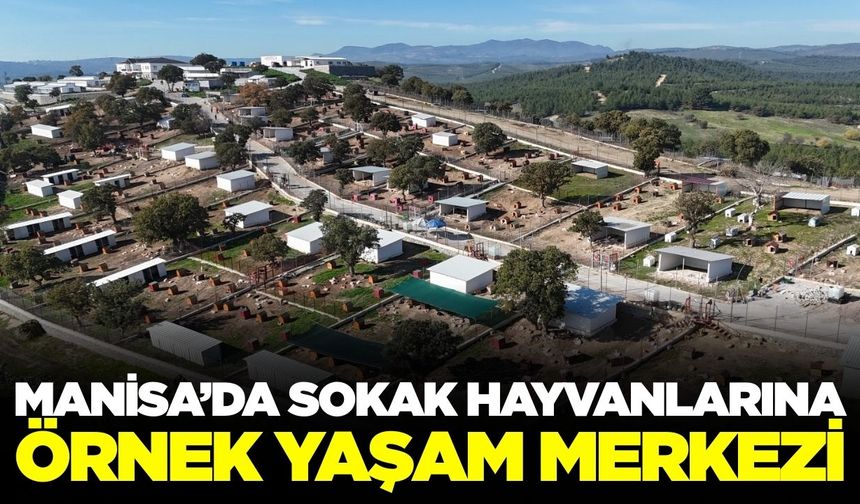 Manisa'da sokak hayvanlarının yaşam kalitesi artacak