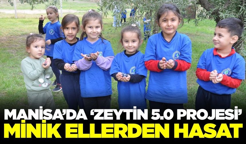 Manisa'da minik eller zeytin hasadı yaptı