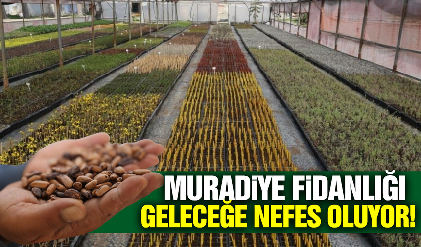 Muradiye Fidanlığı bu yıl 4 milyon 200 bin fidan üretti
