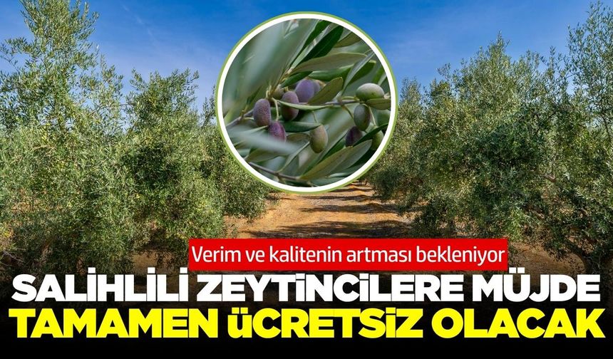 Salihli'de zeytincilere güzel haber!