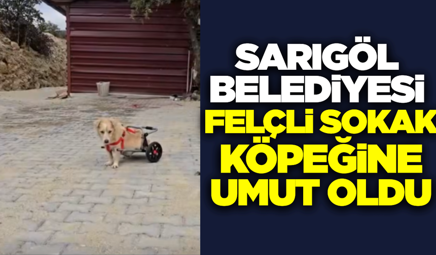 Sarıgöl'de felçli sokak köpeği yürüteçle hayata tutundu
