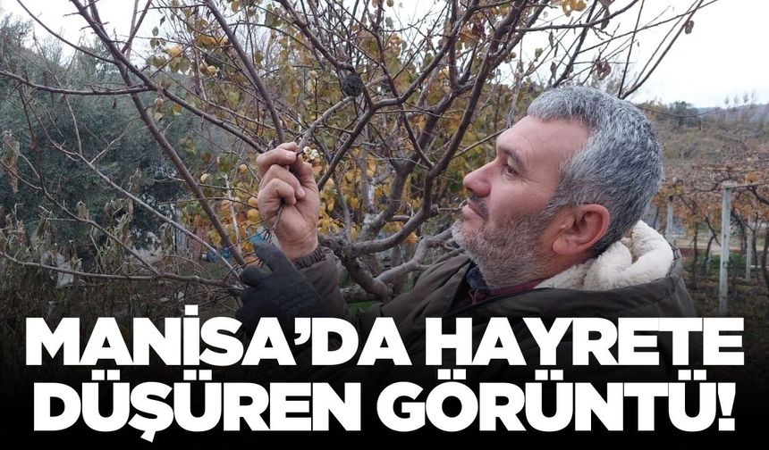 Sarıgöl'de şaşırtan görüntü: Erik ağacı çiçek açtı!