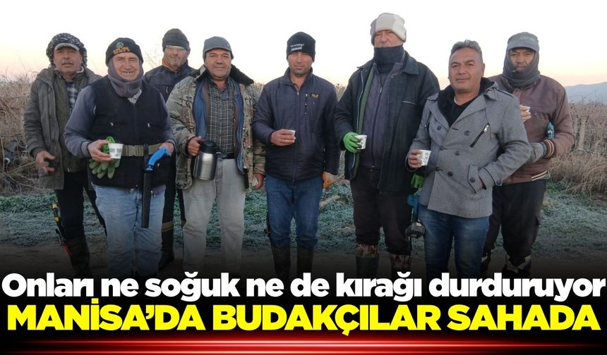 Sarıgöl'de budama ekipleri soğuğa rağmen sahada
