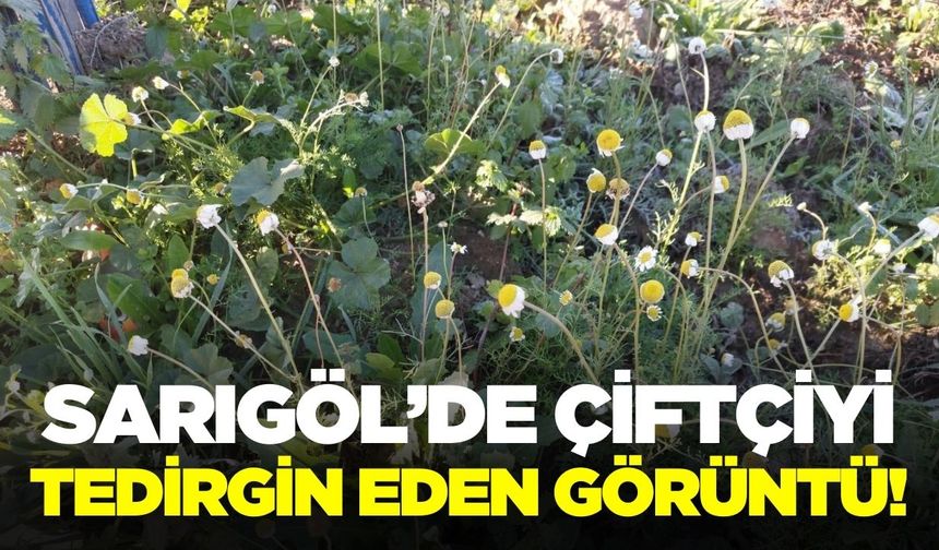 Sarıgöl’de "Yalancı Bahar" yaşanıyor!