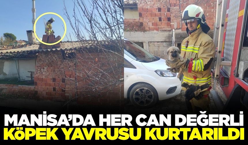 Manisa'da Çatıda Mahsur Kalan Köpek Yavrusunu İtfaiye Kurtardı