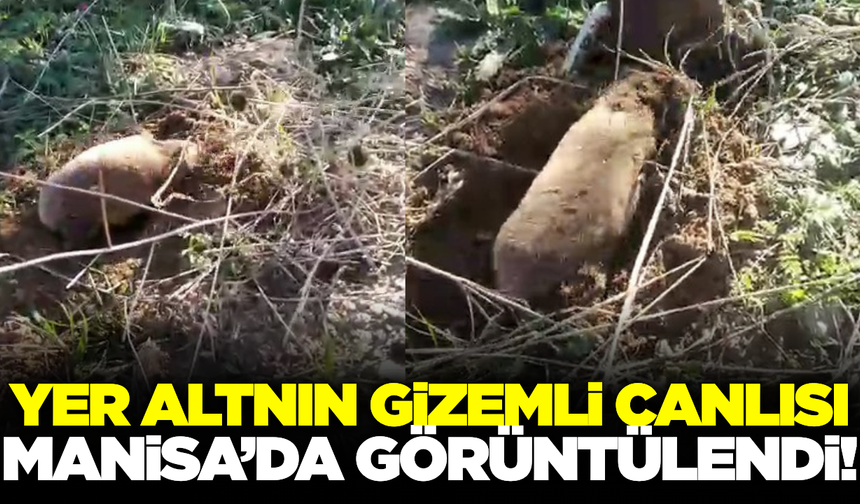 Yer altının gizemli canlısı kameralara yansıdı!