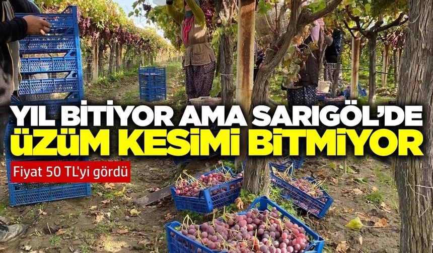 Sarıgöl'de Aralık ayında üzüm fiyatları harekete geçti