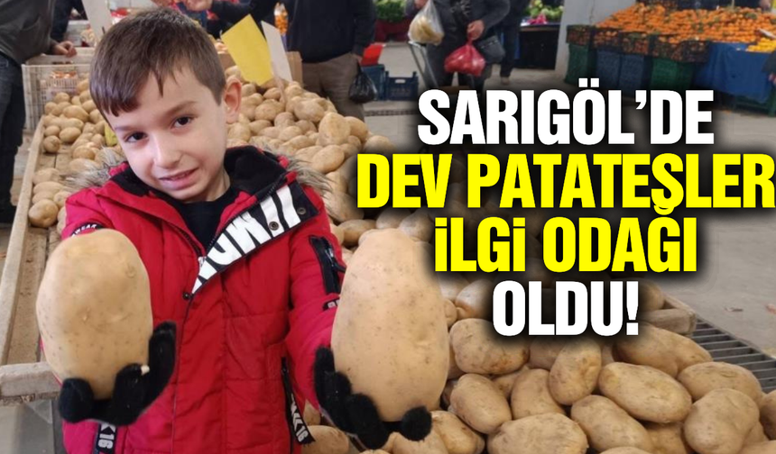 Sarıgöl pazarında dev patatesler görenleri şaşırttı!