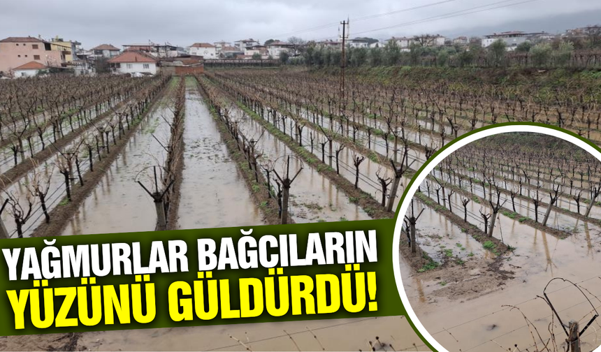 Sarıgöl'de etkili olan yağış bağcıların yüzünü güldürdü