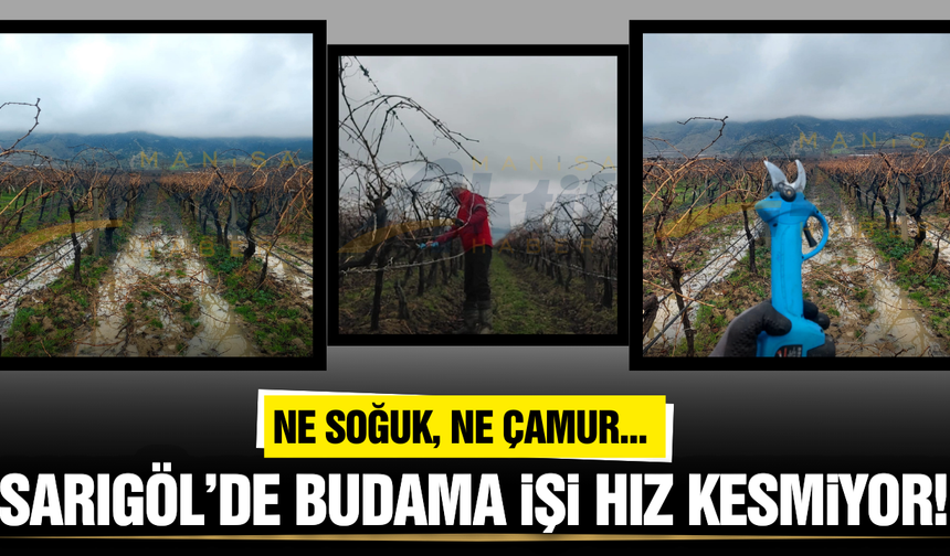 Sarıgöllü bağcılar zorlu havalara rağmen iş başında!
