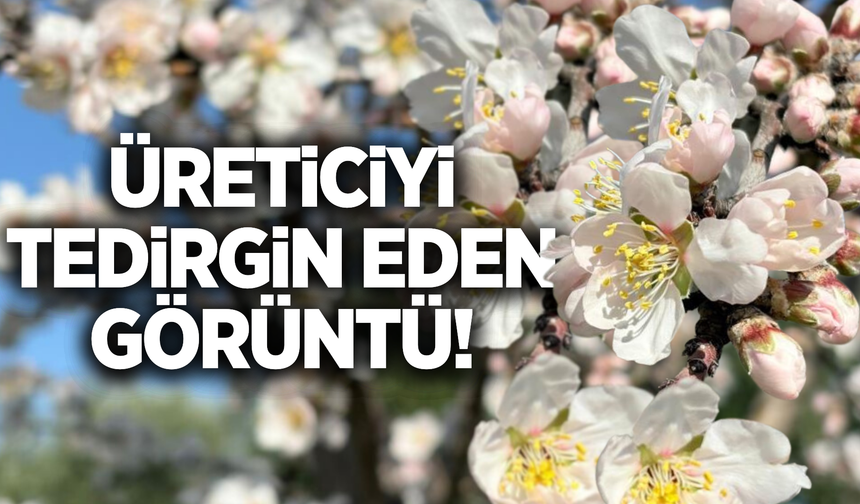 Manisa'da 'Yalancı Bahar' üreticiyi korkuttu!