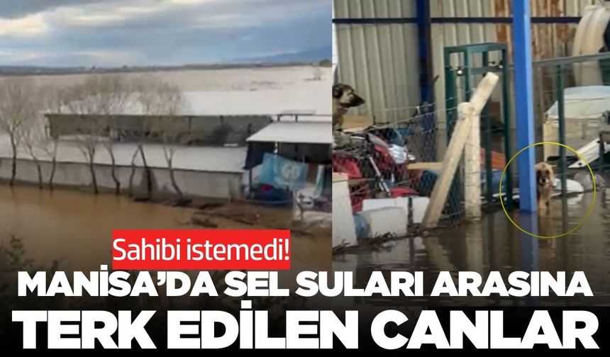 Manisa'da sel manzarası yürek burktu!