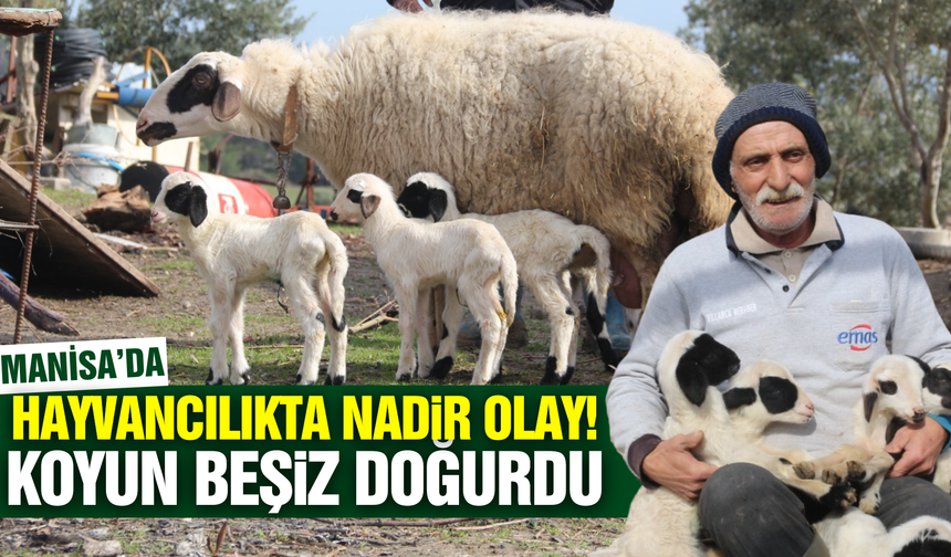 Manisa'da koyun tek başına 5 kuzu doğurdu