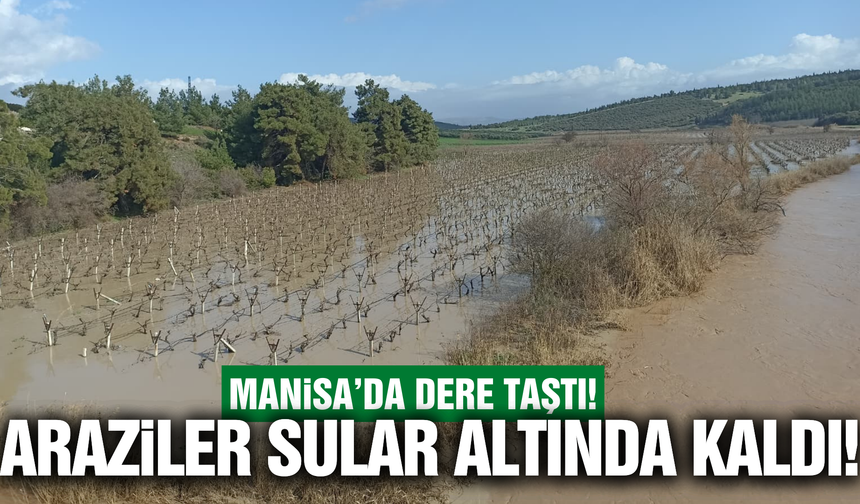Manisa'da sağanak sonrası dere taştı: Tarım arazileri sular altında kaldı
