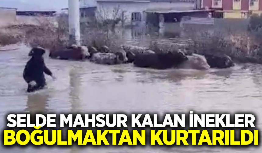 Manisa'da selde mahsur kalan inekler kurtarıldı!