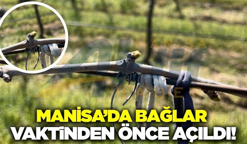Sarıgöl'de bağlar erken açıldı: Üretici tedirgin