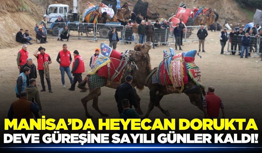 Manisa'da deve güreşi heyecanı: İşte detaylar