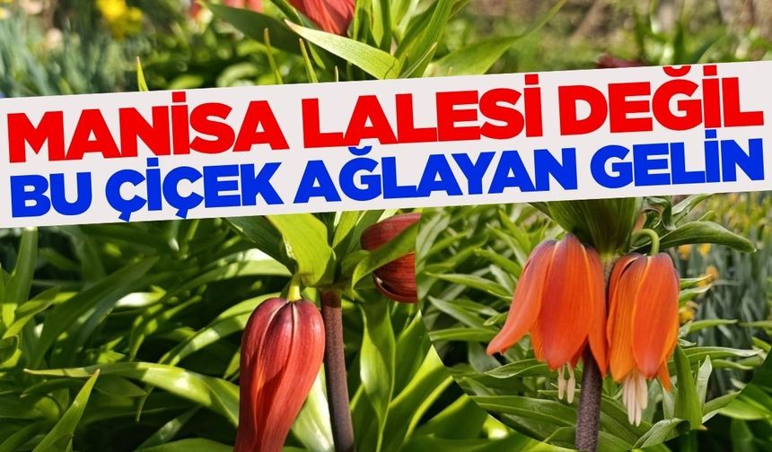 Manisa Lalesi'ne rakip bir başka Ege şehrinden çıktı