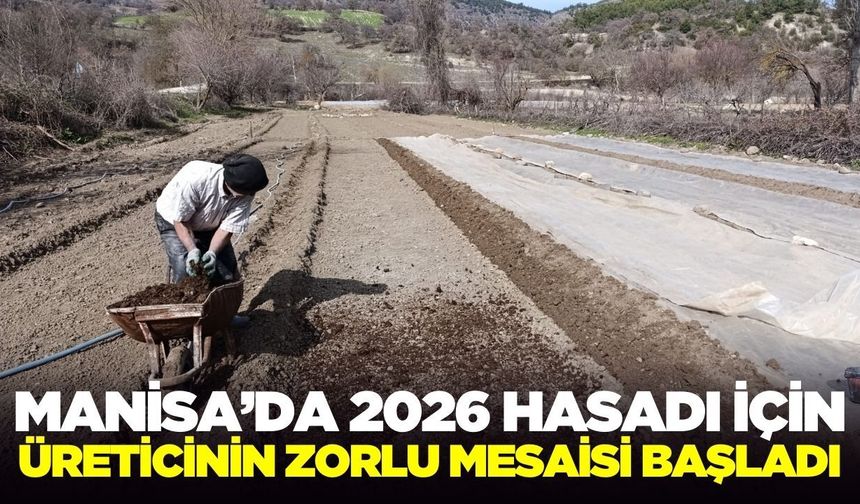 Manisa'da yeni sezon tütün hazırlıkları başladı!
