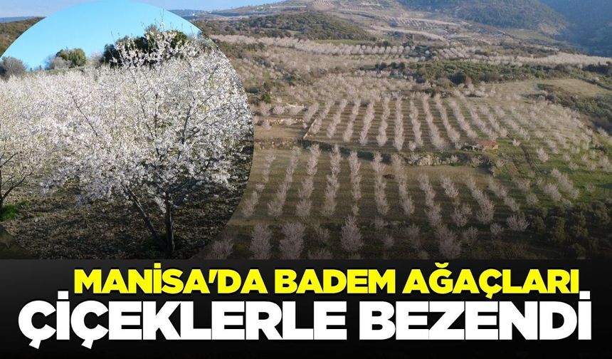 Manisa'da badem ağaçları çiçek açtı
