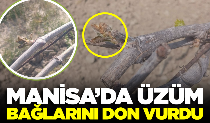 Manisa'da Bağlar Zarar Gördü