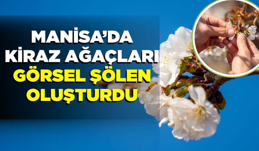Manisa'da kiraz çiçeklerinden görsel şölen