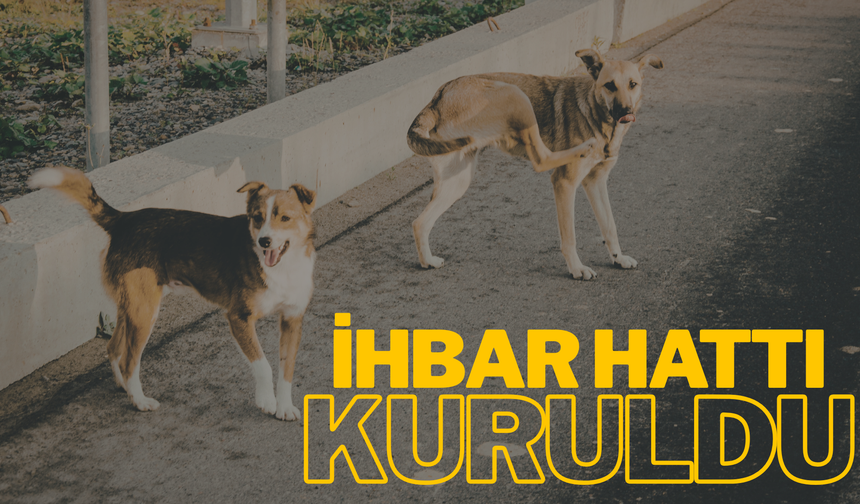 Salihli'de sahipsiz köpekler için ihbar hattı kuruldu!