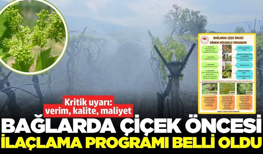 Sarıgöl bağlarında çiçek öncesi ilaçlama nasıl olmalı? İşte detaylar...