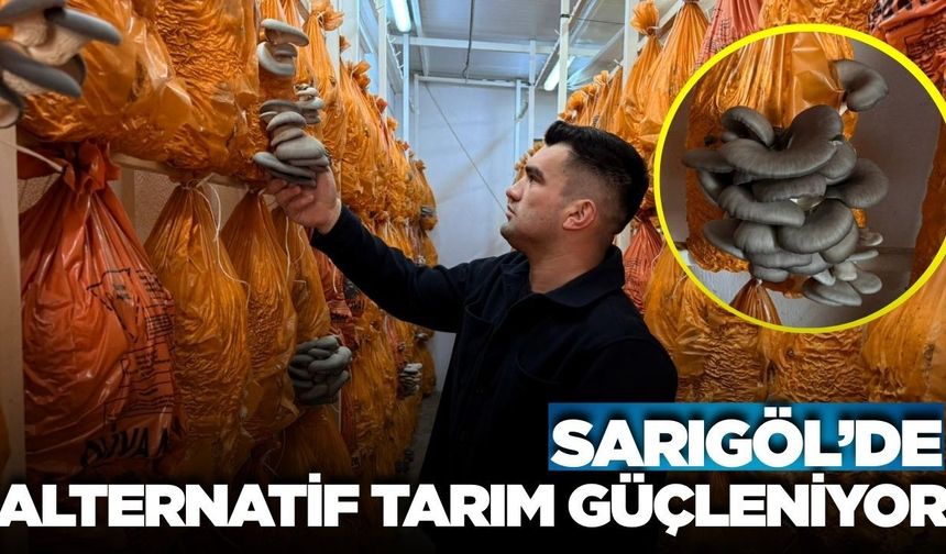 Sarıgöl'de alternatif bir ürün: İstiridye mantarı