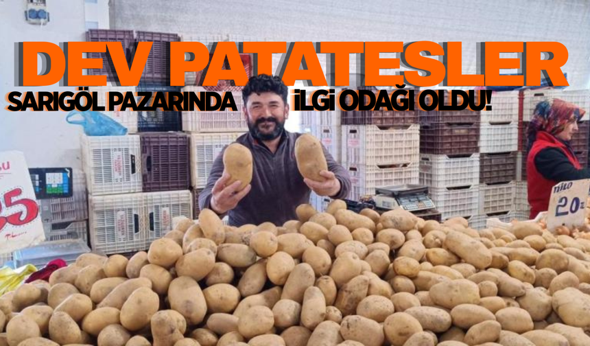 Sarıgöl'de dev patatesler görenleri şaşırttı