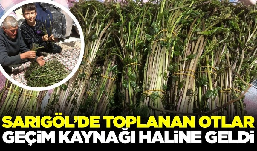 Sarıgöl’ün bereketli topraklarında yetişiyor! Pazarda 150 TL'ye satılıyor