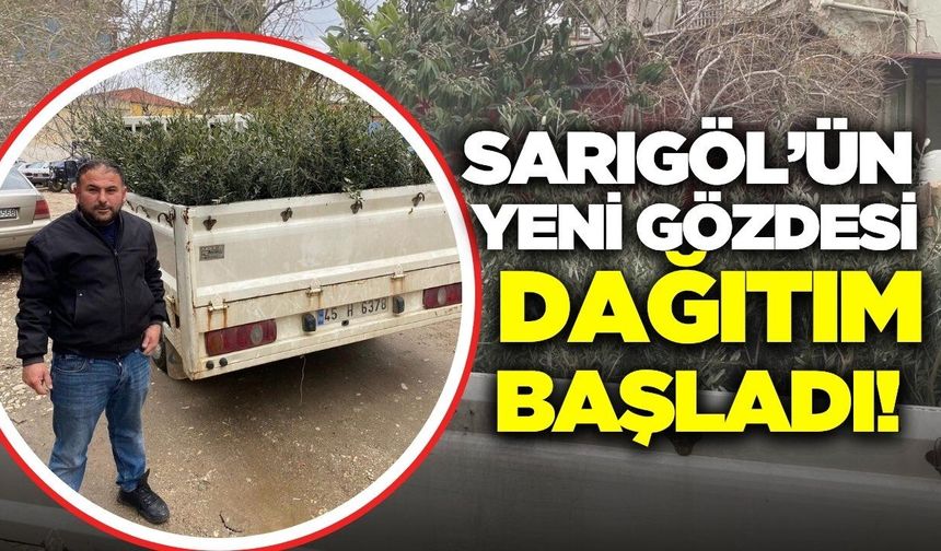 Sarıgöl'de Trilye Zeytinine talep artıyor!