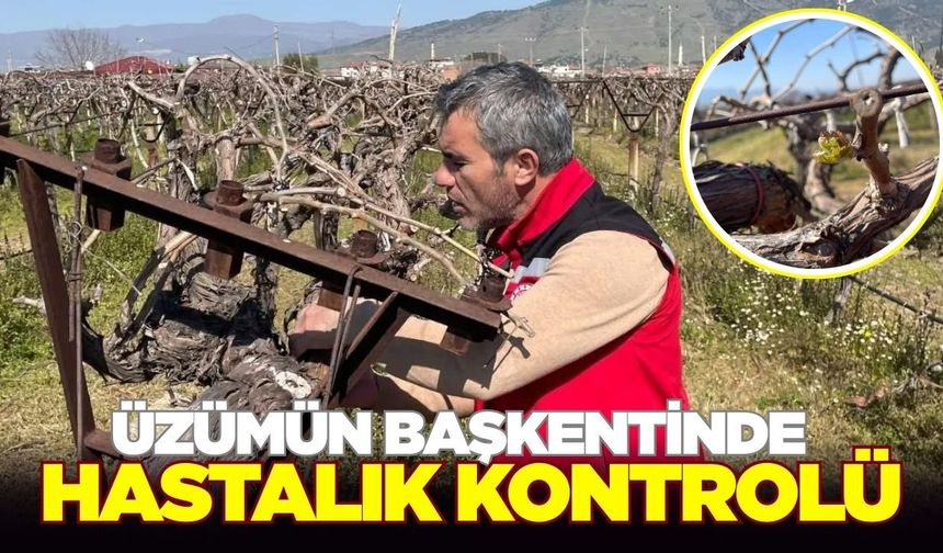Üzümün Başkentinde hastalık kontrolü