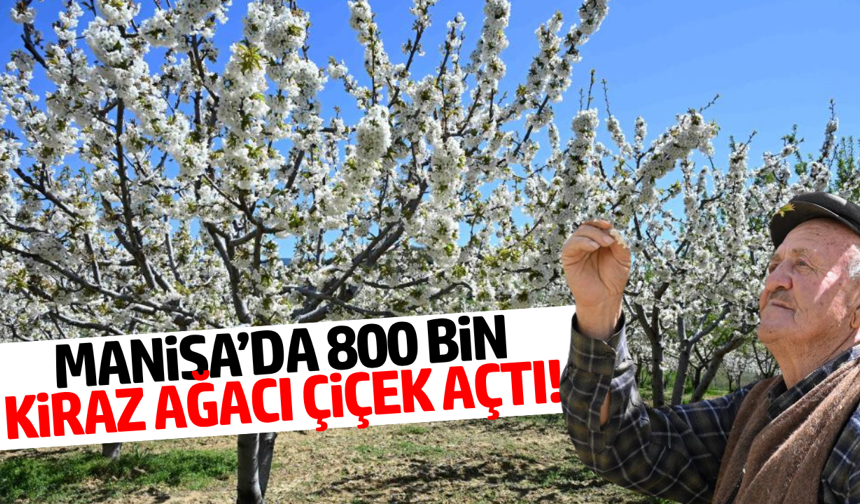 Demirci’de kiraz bahçeleri beyaza büründü!