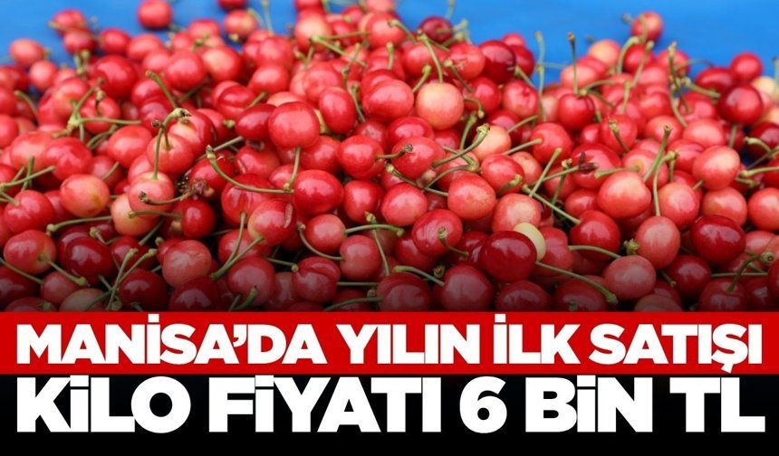 Kuzey Yarım Küre'deki ilk hasat Manisa'da gerçekleşti