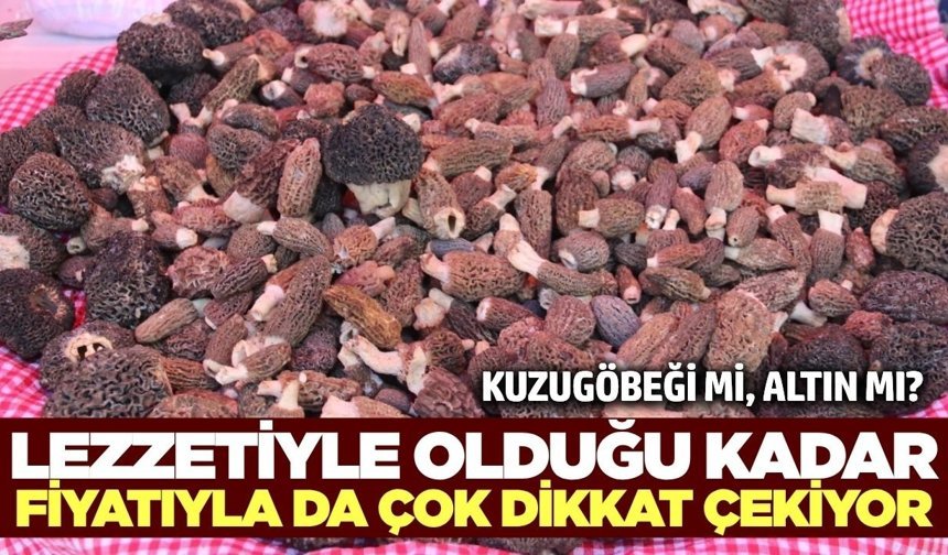 Kuzugöbeği Bereketi: Kilosu 10 Bin TL’ye Dayandı