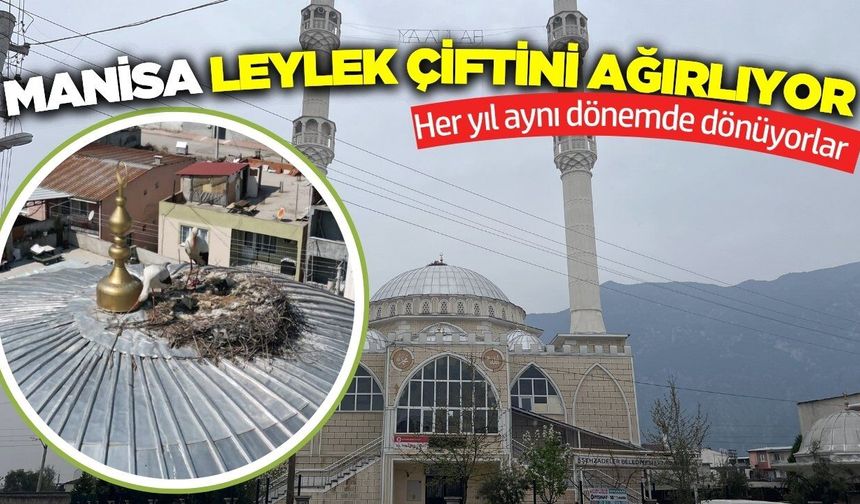 Manisa, senelerdir leylek ailesini misafir ediyor
