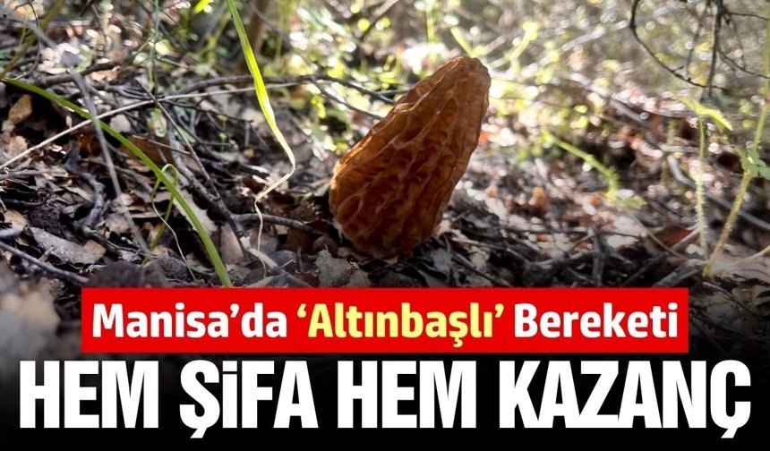 Manisa'da 'Altınbaşlı' bereketi: Kilosu 2 bin TL