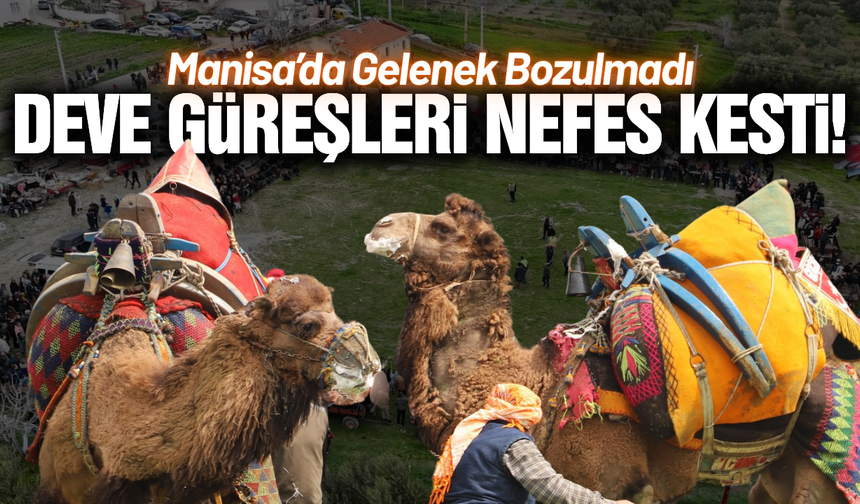 Manisa'da geleneksel deve güreşi coşkusu!