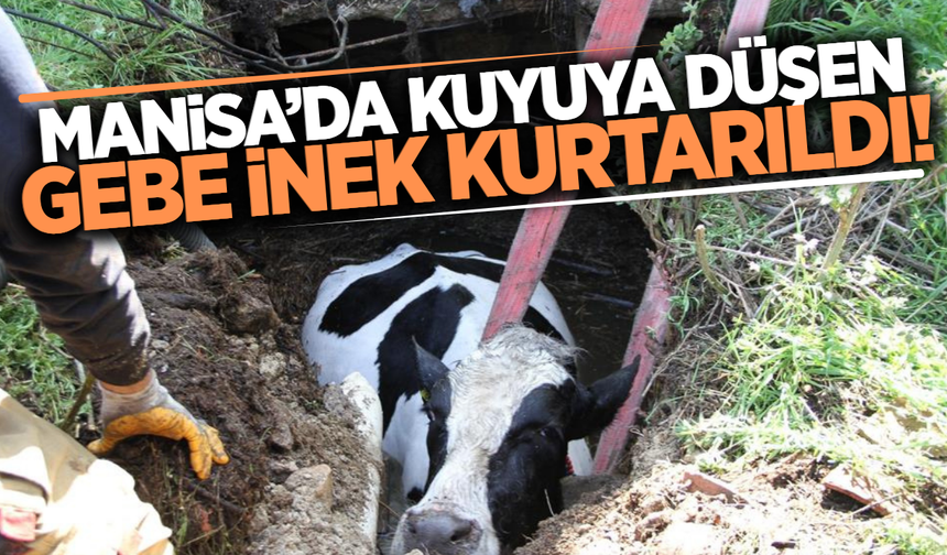 Manisa'da kuyuya düşen gebe inek için seferber oldular!