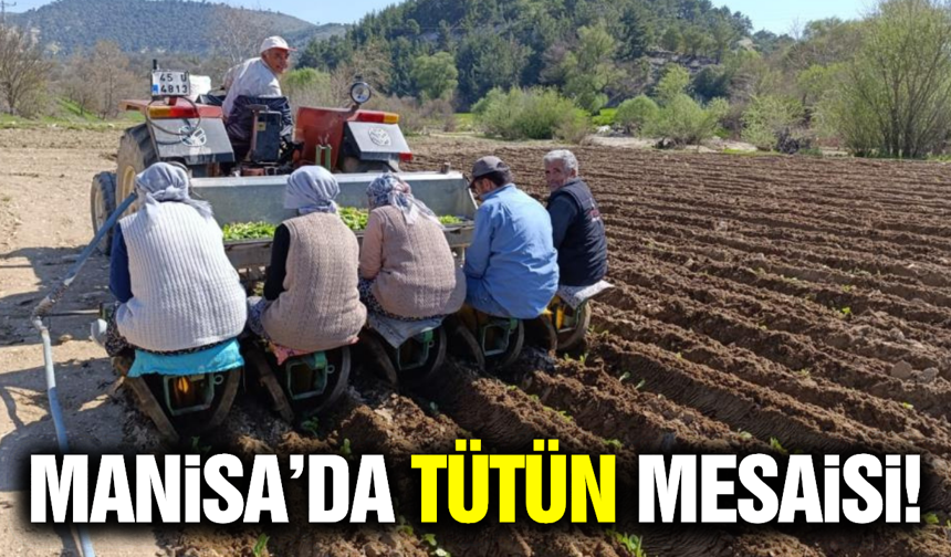 Manisa'da tütün dikim sezonu başladı!