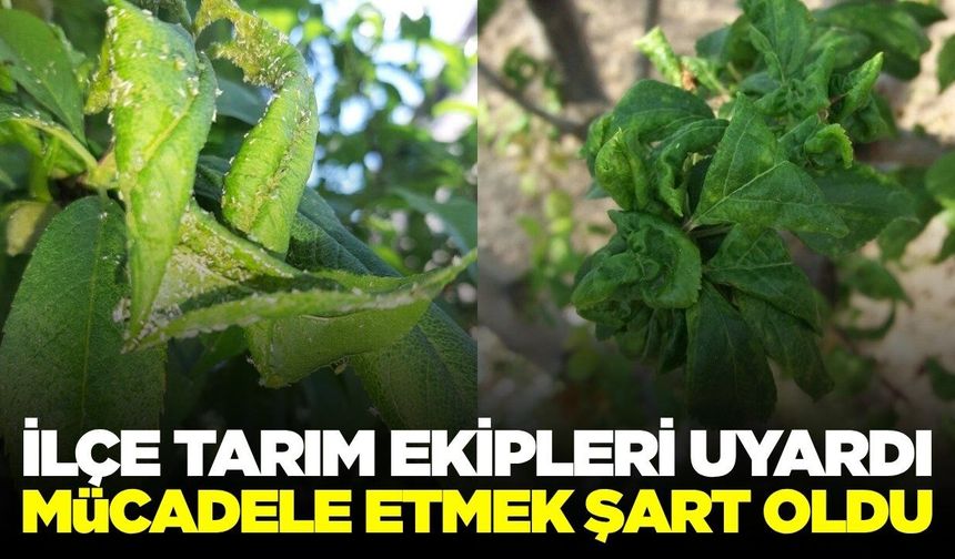 Manisa'da üreticilere zararlı ve hastalık uyarısı