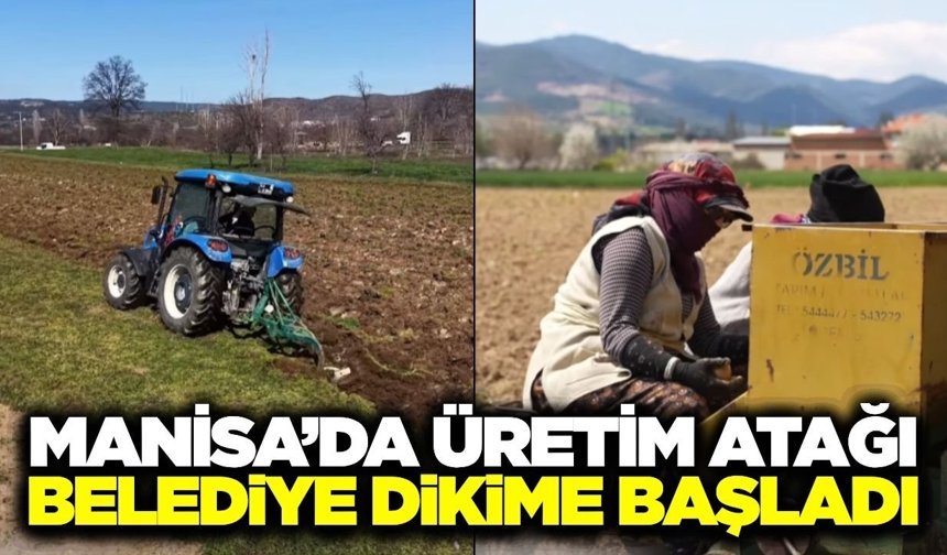 Manisa'da üretim hamlesi: Tarım arazilerinde patates dikimi başladı