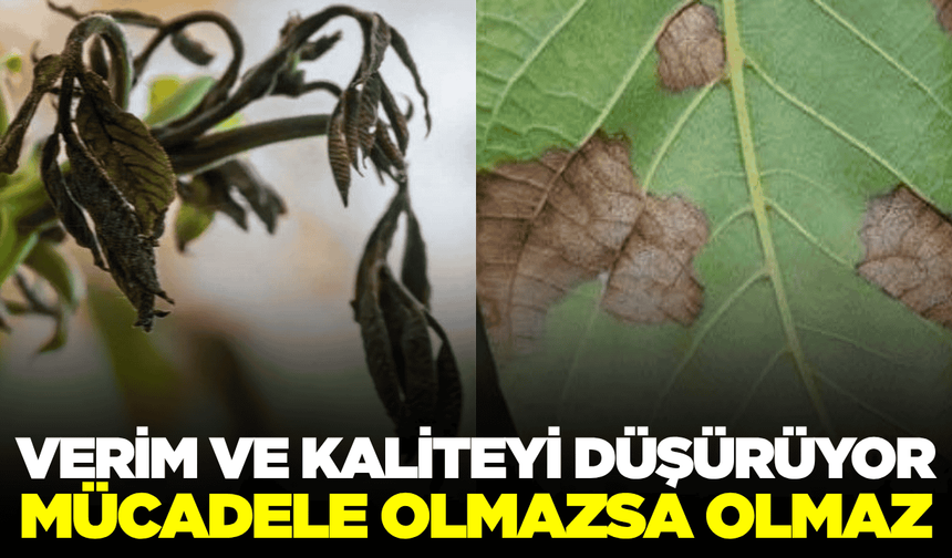 Manisalı çiftçilerin korkulu rüyası geri döndü!