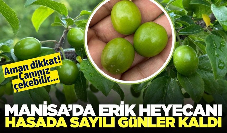 Manisa'da Yeşil Altın'ın sezonu açılıyor